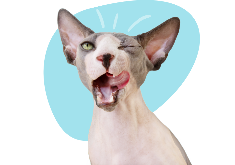Section 2001 20Cat