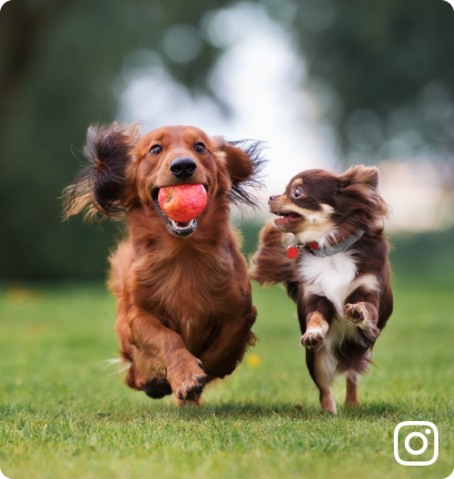 Furry Friends