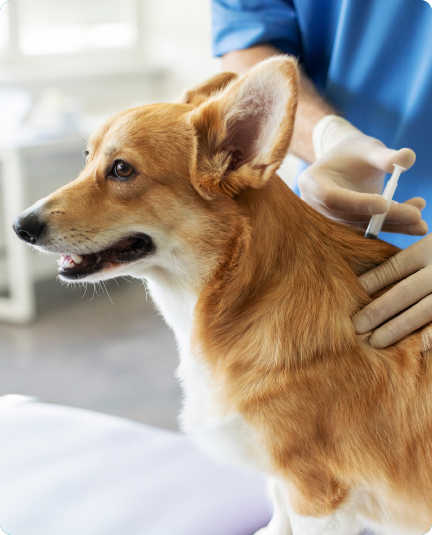 Vaccinations