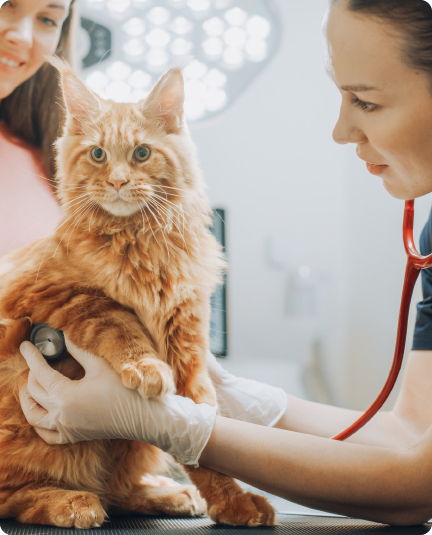 Wellness Exams